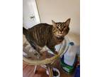 Adopt Hamilton a Domestic Short Hair