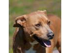 Adopt JACK a American Staffordshire Terrier, Mixed Breed
