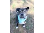 Adopt DOOBIE a Pit Bull Terrier, Boxer