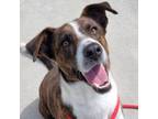 Adopt Hatchie a Mountain Cur, Australian Shepherd