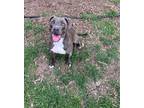 Adopt Ash* A194990 a Pit Bull Terrier