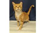 Adopt Friday a Domestic Short Hair