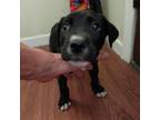 Adopt Charlie a Black Labrador Retriever, Mixed Breed