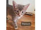 Adopt Squirt #brother-of-Bowzer a Tabby, Domestic Short Hair