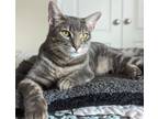 Adopt Bowser #brother-of-Squirt a Tabby, Domestic Short Hair