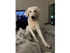 Adopt Charlie Handsome SAT a Great Pyrenees