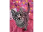 Adopt Sparky a Domestic Short Hair, Tabby