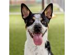 Adopt Pouncer a Cattle Dog, Mixed Breed