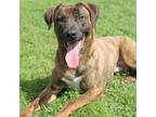 Adopt Alright, Alright, Alright a Plott Hound, Mixed Breed