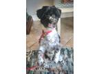 Adopt Mickey a Shih Tzu, Poodle