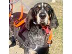 Adopt Sarge a Bluetick Coonhound
