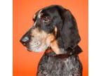 Adopt Sarge a Bluetick Coonhound