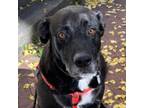 Adopt Pinner a Black Labrador Retriever