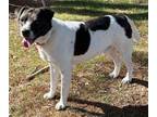 Adopt Spock a Border Collie