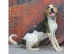 Adopt Jack (GREAT DOG) a Airedale Terrier, Bluetick Coonhound