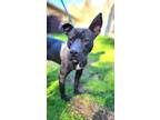 Adopt Titan the Majestic Well Behaved Boy! a American Staffordshire Terrier