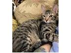 Adopt Matteo a Bengal