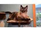 Adopt Mr. Samson a Domestic Short Hair, Siamese