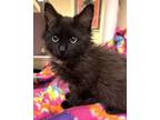 Adopt Whisper a Domestic Medium Hair, Domestic Short Hair