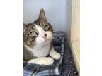 Adopt Dakota-FREE WITH APPROVED ADOPTION APPLICATION a Domestic Short Hair