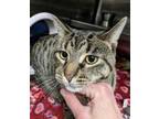 Adopt Russet a Domestic Short Hair