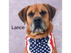 Adopt Lance a Boxer, Hound