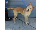 Adopt Walter a Shepherd, Mixed Breed