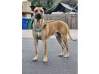 Adopt TANNER a Black Mouth Cur, Great Dane