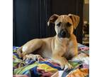 Adopt Kilroy a Labrador Retriever, Black Mouth Cur