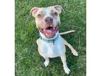 Adopt Cree a Pit Bull Terrier, Mixed Breed