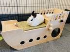 Adopt BunBun a Bunny Rabbit