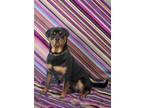 Adopt CAIN a Rottweiler