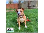 Adopt Jarvis a Boxer