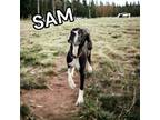 Adopt Sam a Great Dane