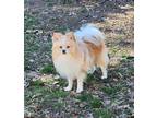 Adopt Hoss a Pomeranian