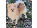 Adopt Lightfoot a Pomeranian