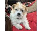 Adopt Jack a Jack Russell Terrier