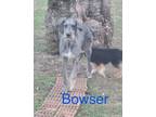 Adopt bowser a Great Dane, Poodle