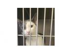 Adopt Steve 21C-0304 a Domestic Short Hair