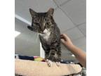 Adopt Flower Boy a American Shorthair