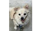 Adopt Eugene a Pomeranian