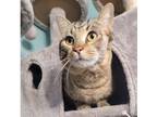 Adopt Capone a Domestic Short Hair