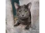 Adopt Pierce a Domestic Short Hair