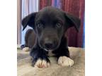 Adopt Axel a Labrador Retriever