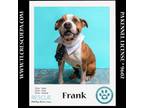 Adopt Frank 021724 a Boxer