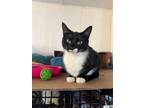 Adopt Bear a Domestic Short Hair