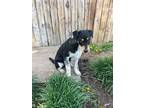 Adopt Greg a Husky, Cattle Dog