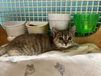 Adopt Jordan & Egypt a Domestic Short Hair