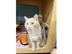 Adopt Blaze a Domestic Short Hair