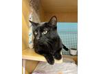 Adopt Jester and Valentino a Domestic Short Hair